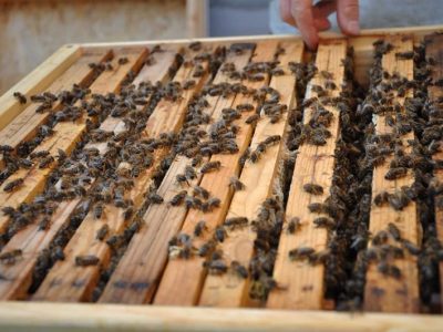 YIT poskytlo domov 60 000 včelám