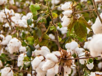 Pre Kaufland sú prioritou textílie z organickej bavlny