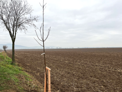 Výsadby drevín v rámci projektu Pre jačmeň opäť pomôžu základnej surovine na výrobu piva